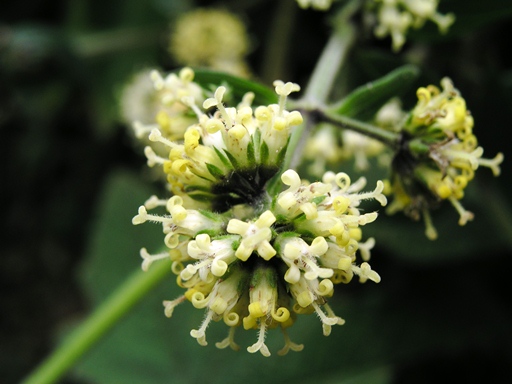 ดูกไก่ย่าน Hedyotis capitellata Wall. ex G.Don<br/>RUBIACEAE